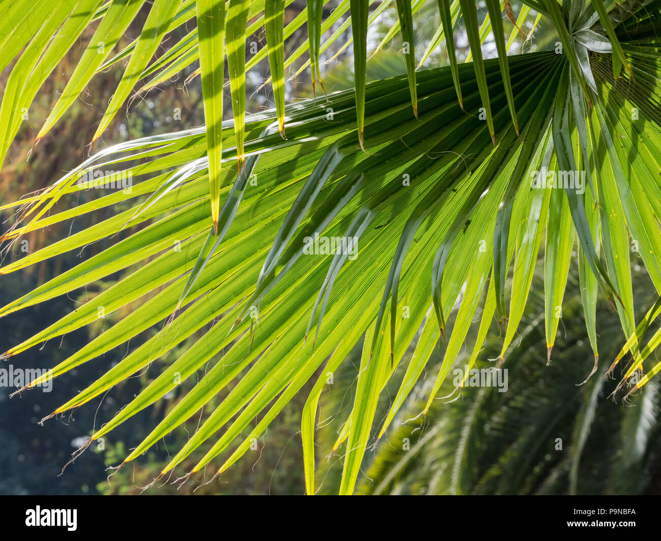 La bella fontana di foglie di palma in controluce a Los Angeles in California Foto Stock