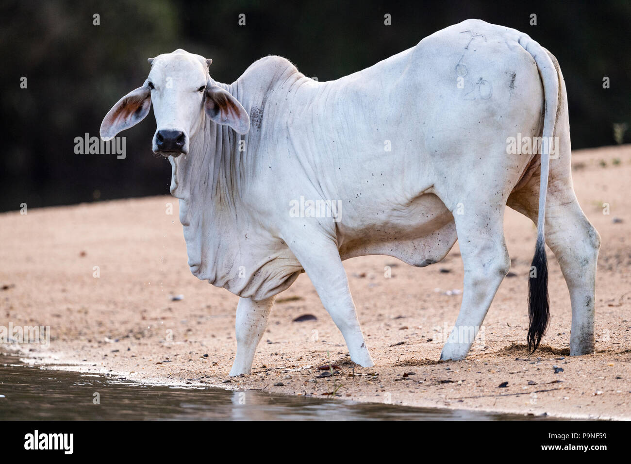 Un bestiame Brahman bere dalla riva sabbiosa del Fiume Daintree. Foto Stock