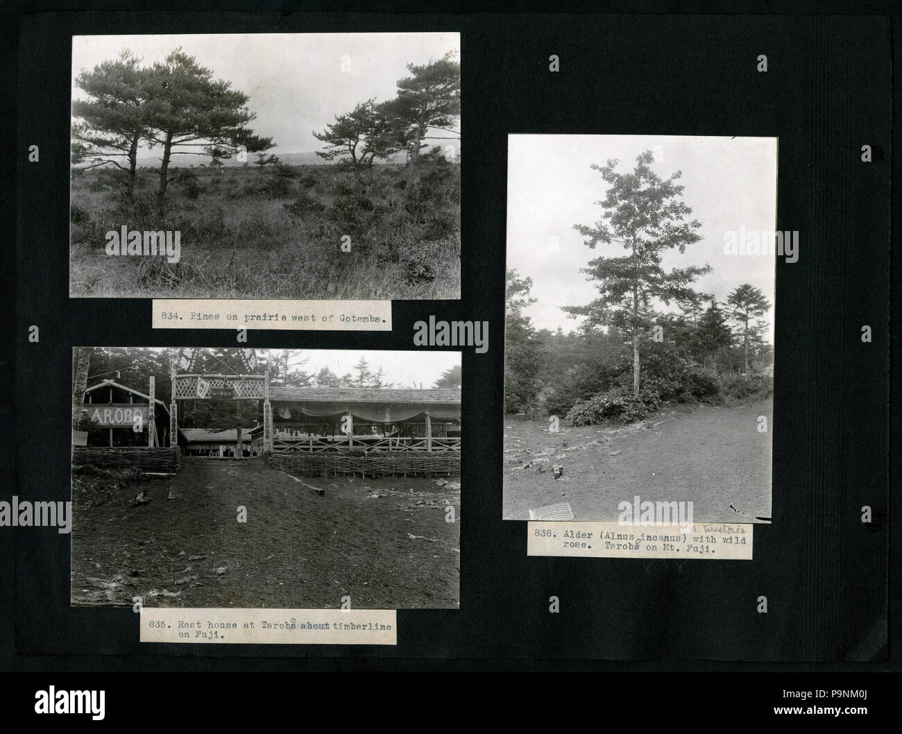 73 782--1118, A. S. Hitchcock- Asia, 1921, Georgia e Florida, Panama ed Ecuador, 1923 comprende fotografie di Floyd A. McClure (pagina 16) BHL48070086 Foto Stock