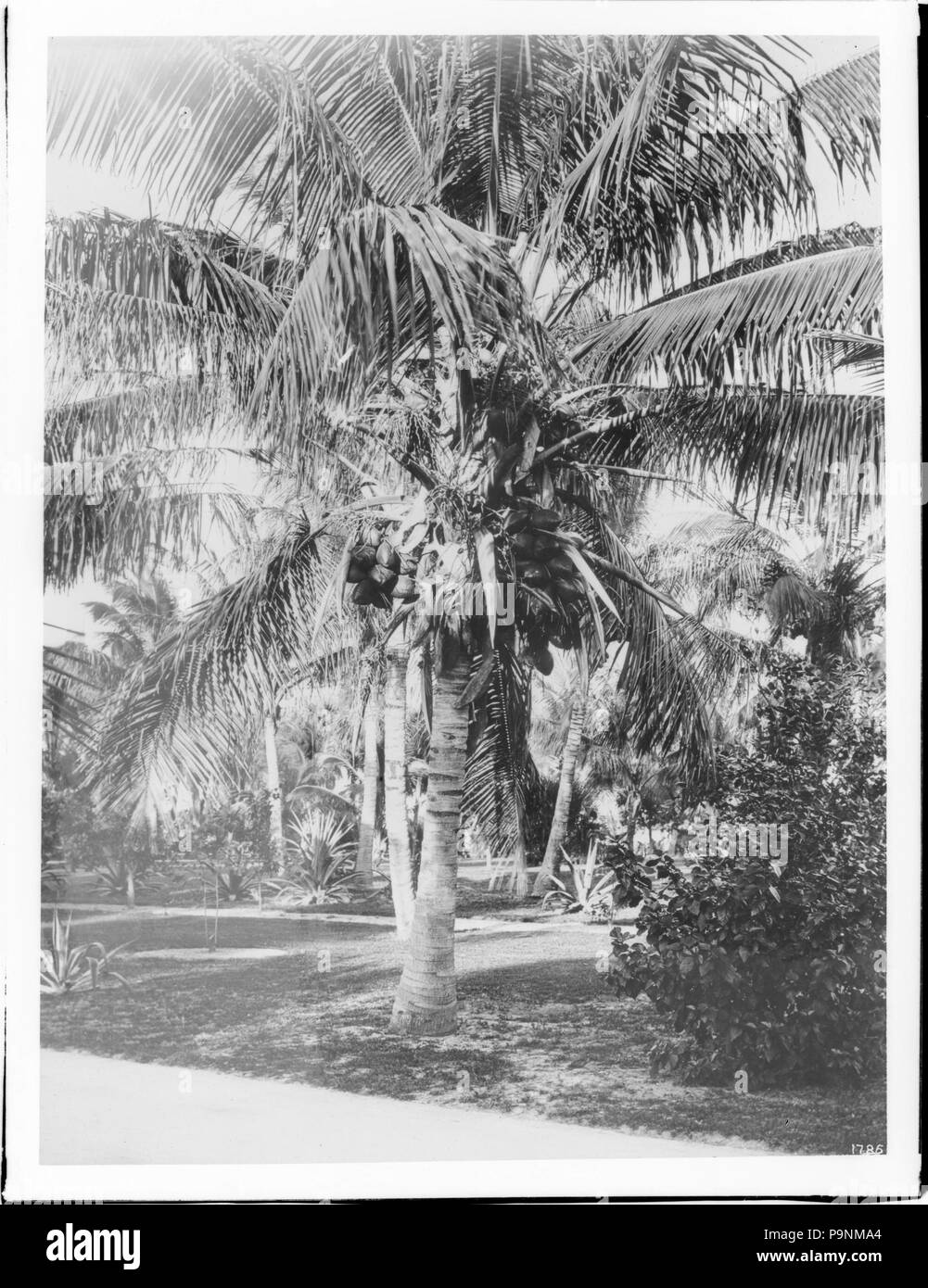 . Inglese: un cocoanut palma cresce in un prato, Hawaii, ca.1920 fotografia di un cocoanut palma cresce in un prato, Hawaii, ca.1920. Una boccola grande è a destra. Altri alberi e piante sono visibili in background. Chiamare il numero: CHS-1786 Filename: CHS copertura-1786 data: circa 1920 parte della collezione: California Historical Society raccolta, 1860-1960 Formato: lastra di vetro negativi tipo: immagini parte di sottoraccolta: titolo di assicurazione e di fiducia e C.C. Pierce raccolta di fotografie, 1860-1960 nome Repository: Librerie USC collezioni speciali il numero di accessione: 1786 Numero di Microfiche: 1-86-1 Foto Stock . Inglese: un cocoanut palma cresce in un prato, Hawaii, ca.1920 fotografia di un cocoanut palma cresce in un prato, Hawaii, ca.1920. Una boccola grande è a destra. Altri alberi e piante sono visibili in background. Chiamare il numero: CHS-1786 Filename: CHS copertura-1786 data: circa 1920 parte della collezione: California Historical Society raccolta, 1860-1960 Formato: lastra di vetro negativi tipo: immagini parte di sottoraccolta: titolo di assicurazione e di fiducia e C.C. Pierce raccolta di fotografie, 1860-1960 nome Repository: Librerie USC collezioni speciali il numero di accessione: 1786 Numero di Microfiche: 1-86-1 Foto Stock