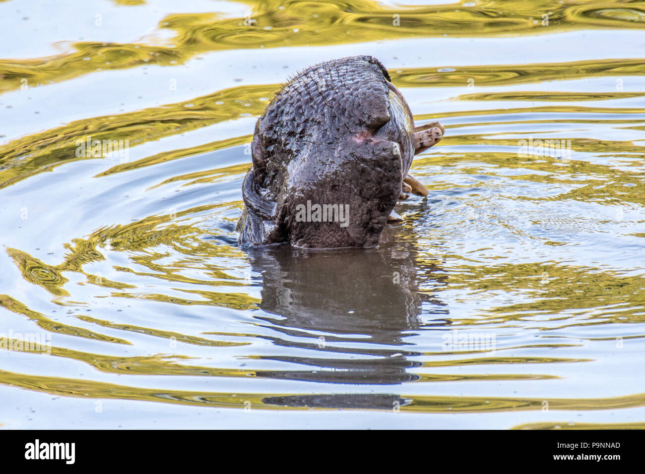 Un ippopotamo nuotare in acqua fuoriesce parzialmente, che mostra i suoi denti di grandi dimensioni. Zimbabwe Foto Stock