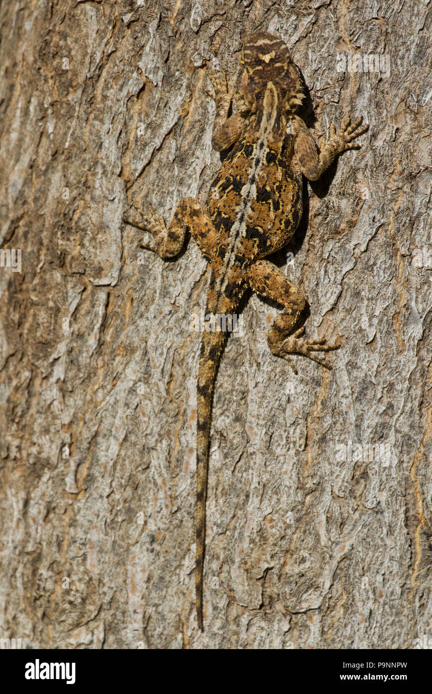 L'AGAMA SA femmina sulla corteccia di albero visualizzando il camuffamento. Foto Stock