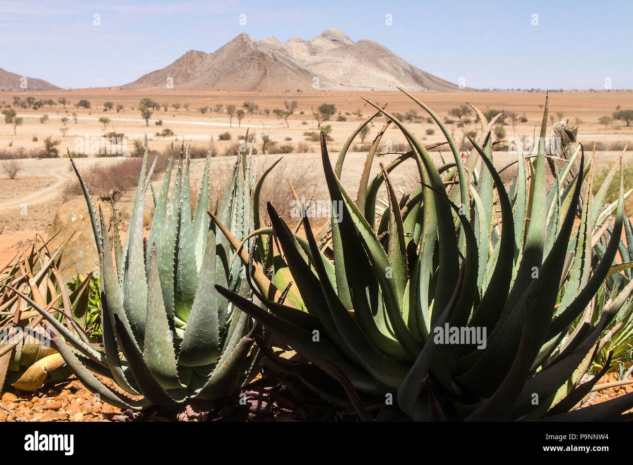 Aloe nel deserto in Namibia con la montagna dietro Foto Stock