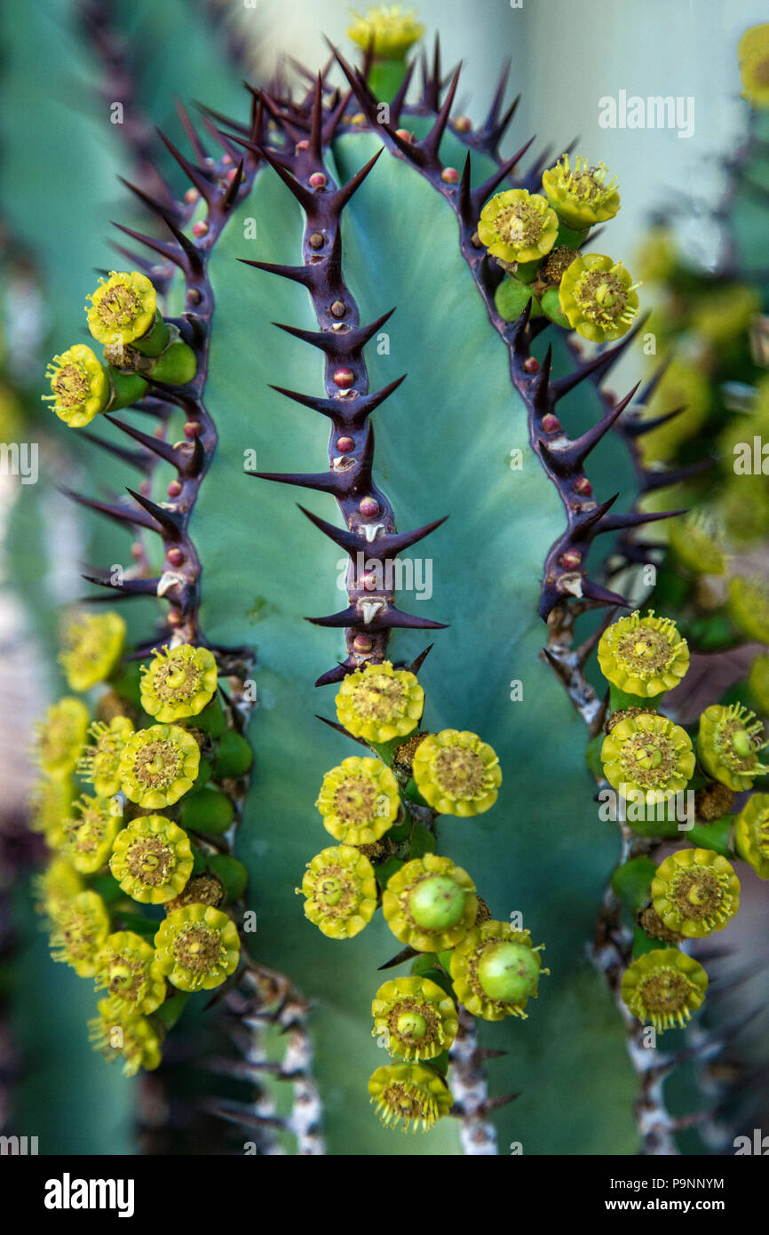 Succulenta Euphorbia Ingens con fiori di colore giallo e viola picchi. Foto Stock