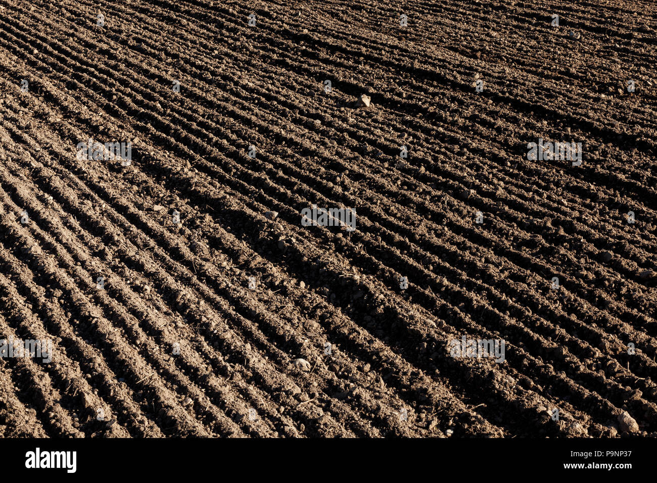 Arare il terreno in cui il frumento tenero è stato seminato, una fotografia di close-up di bruna terra in solchi nel campo Foto Stock