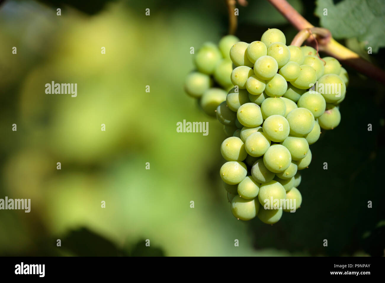 Il Sauvignon blanc Bianco di uve da vino Vigna bordeaux Francia closeup Foto Stock