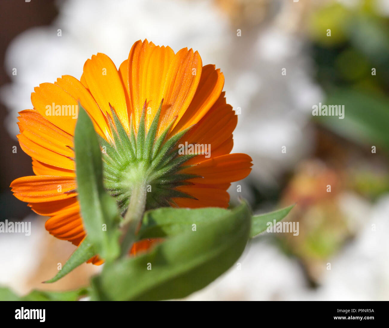 Fiore di calendula arancione, fotografato close-up su uno sfondo di colore bianco le peonie. Ora estiva dell'anno Foto Stock