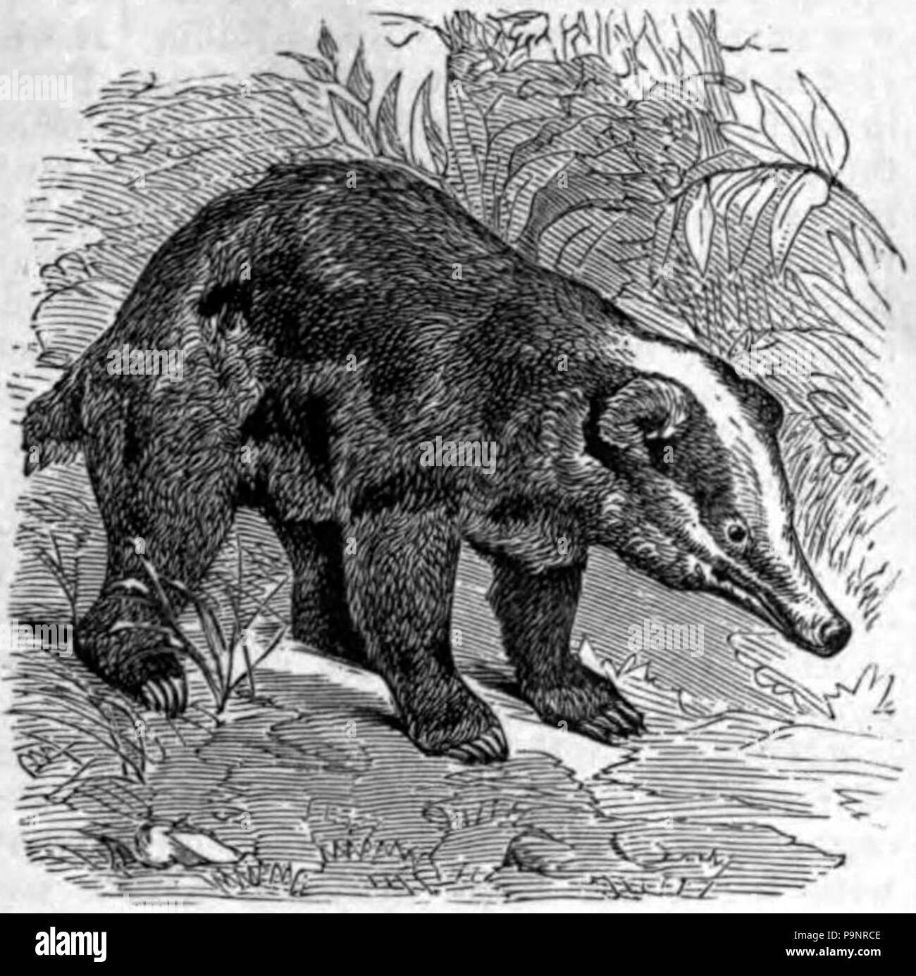 121 AmCyc Badger - Meles collaris Foto Stock