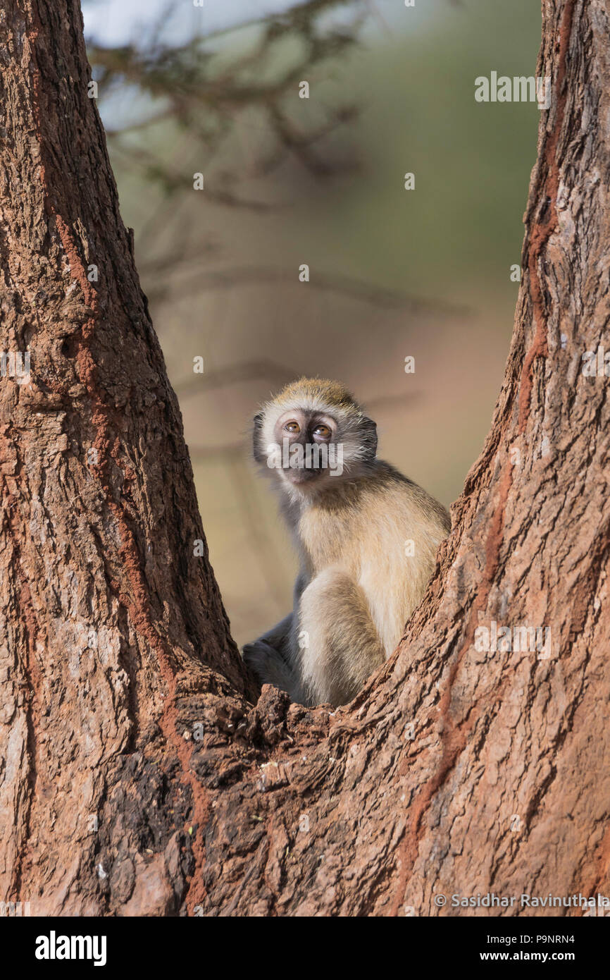 Oh Dio aiutami !!!! Un simpatico Vervet espressioni di scimmia Foto Stock