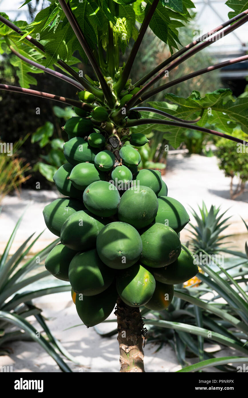 Grande verde di noci di macadamia clustered su un noce macadamia tree. Foto Stock