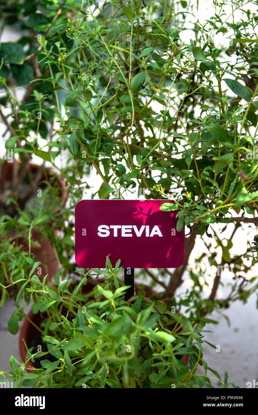 Due vasi di piante di stevia Foto Stock