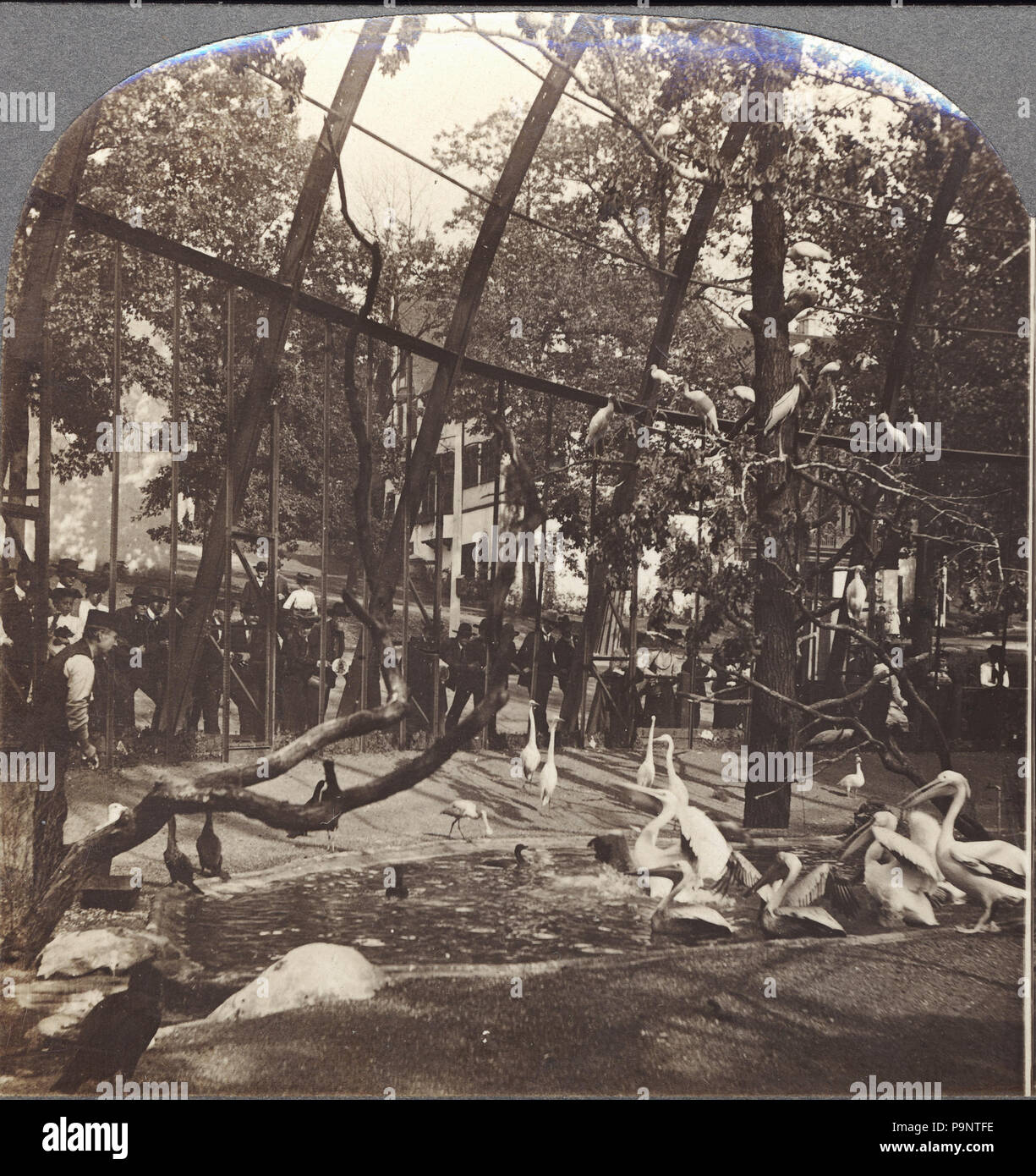 146 esemplari di uccelli acquatici nel governo Bird Cage. (Louisiana Purchase Exposition). 15193 K. (Metà sinistra solo) Foto Stock