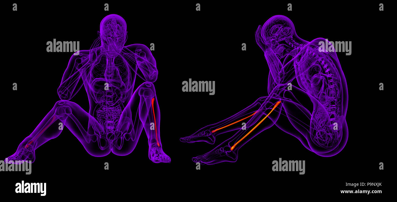 3D rendering illustrazione del perone osso Foto Stock