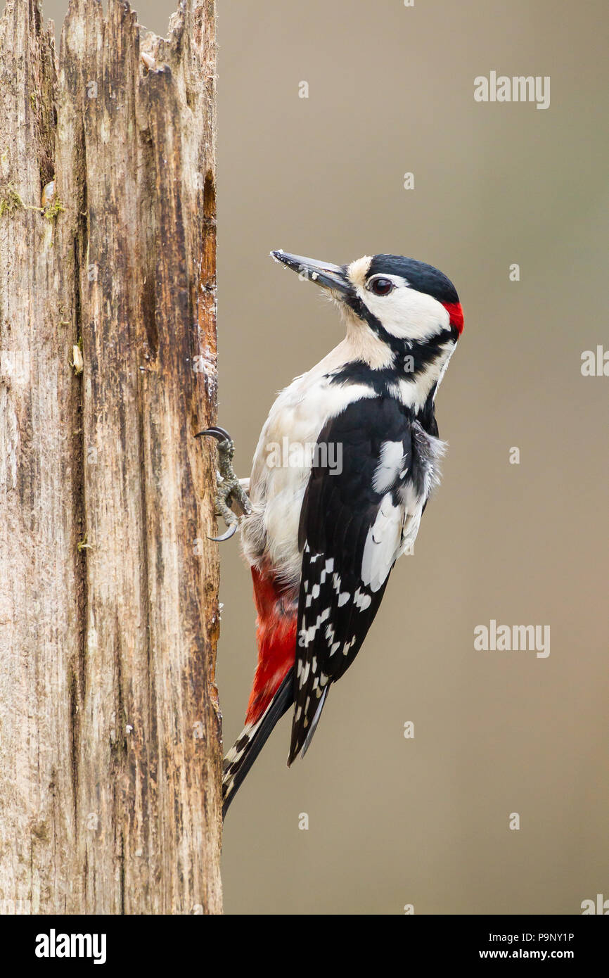 Picchio rosso maggiore maschio Foto Stock