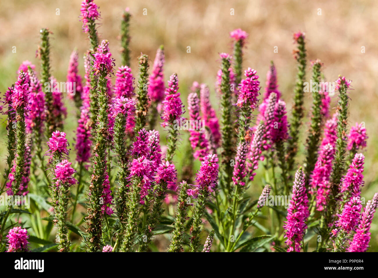 Veronica spicata ' Red Fox ' fiori Foto Stock