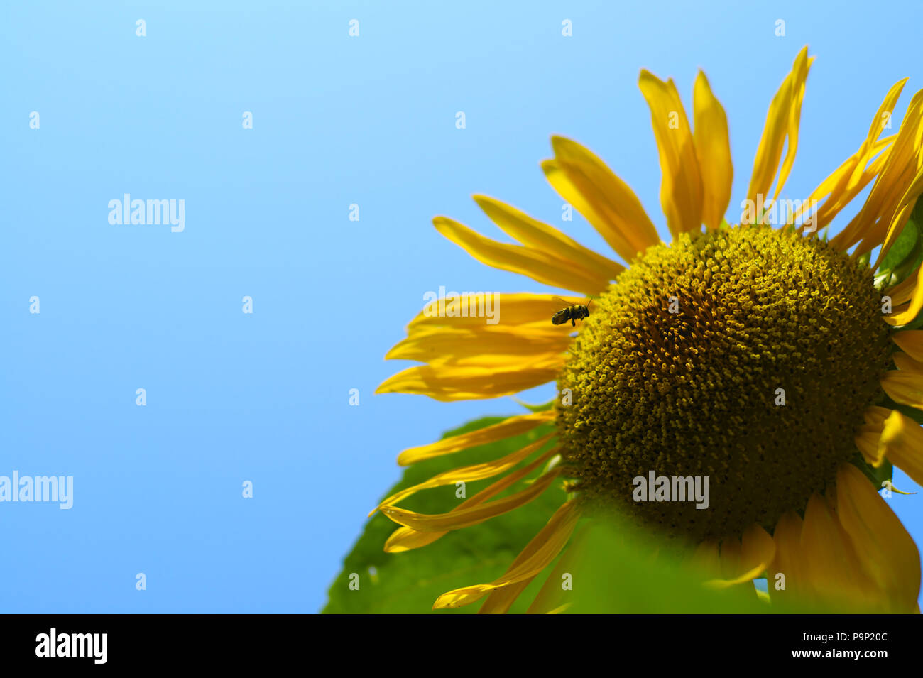 Grande con Girasole piccolo miele delle api sul cielo blu. Helianthus annuus e Anthophila Foto Stock