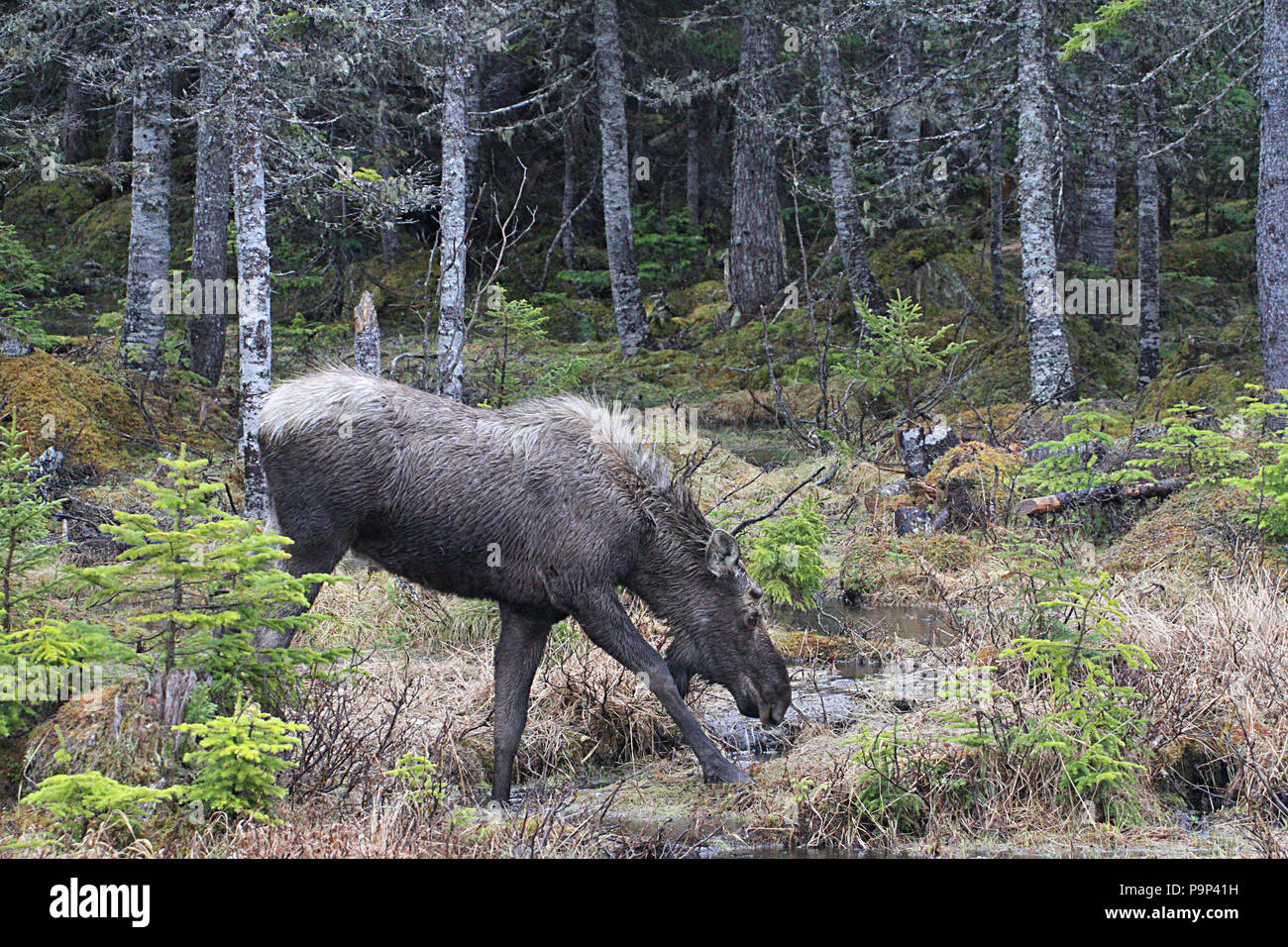 La fauna selvatica, alci, Alces alces. Diario di viaggio, viaggio Terranova, Canada, "roccia". Paesaggi e scenic, provincia canadese, Foto Stock