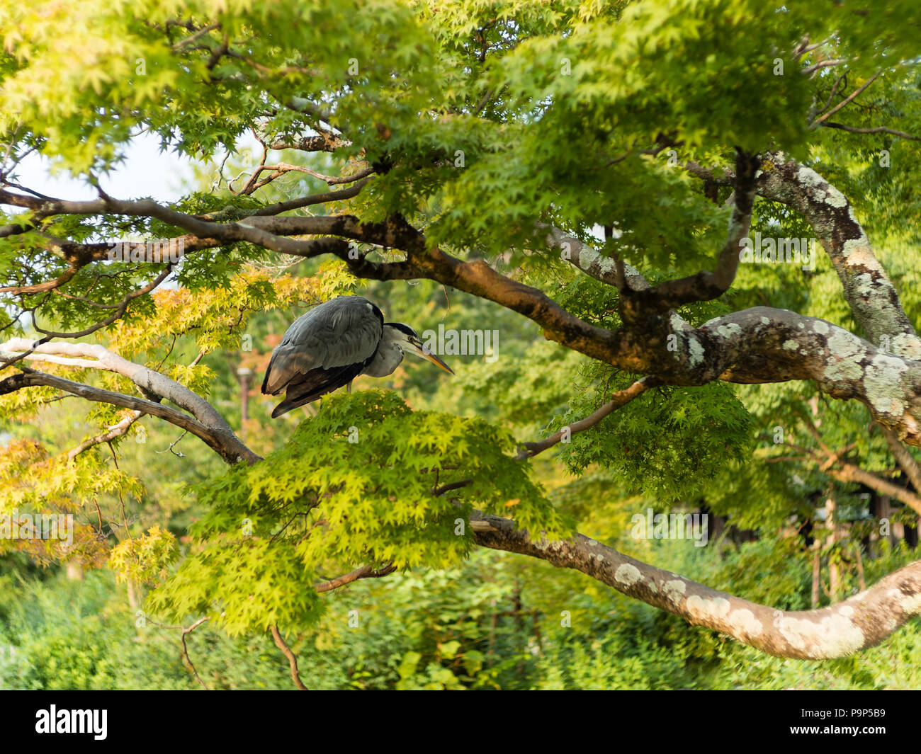 La gru in piedi in una struttura ad albero Foto Stock