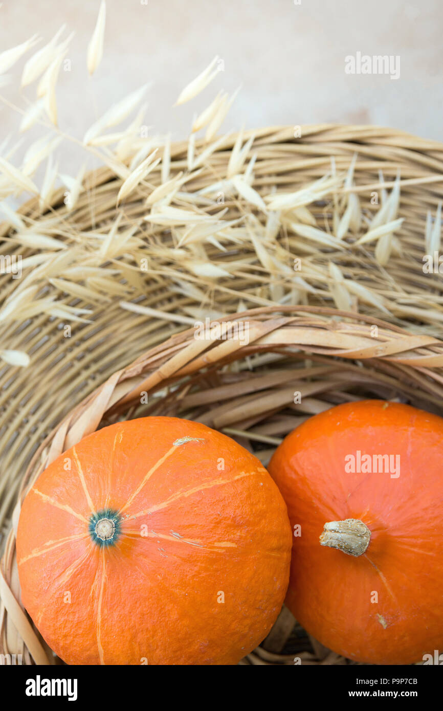 Due piccoli arancio brillante Heilroom zucche nel cesto di vimini a secco piante autunno sul tavolo rattan sulla terrazza. Accogliente atmosfera di caduta. Kinfolk Hygge. Thanksgi Foto Stock