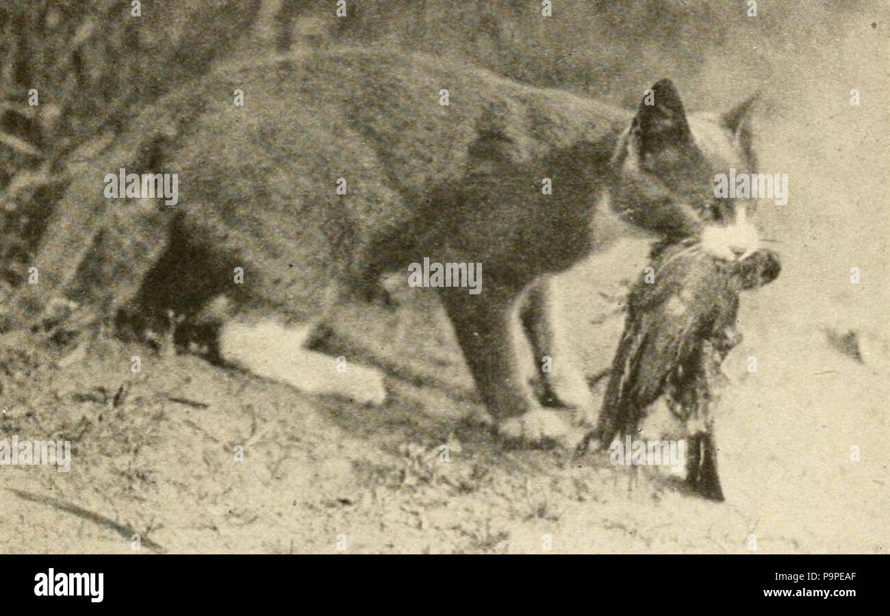 185 Barn cat con uccello Foto Stock