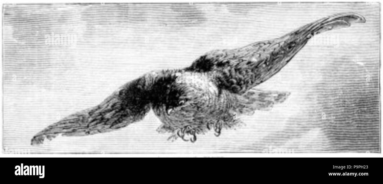 204 uccello in volo il disegno Foto Stock