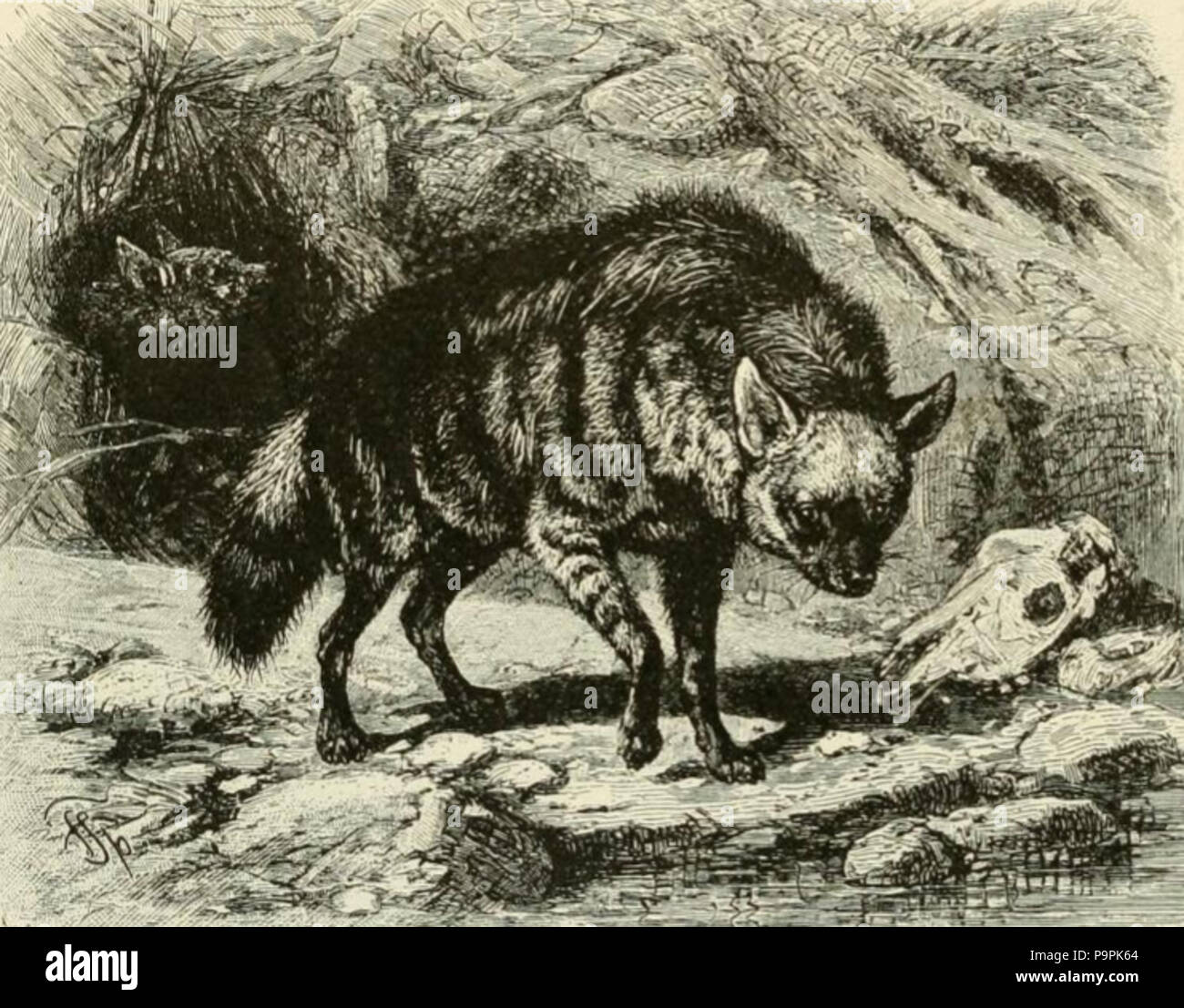 244 Brehms aardwolf Foto Stock