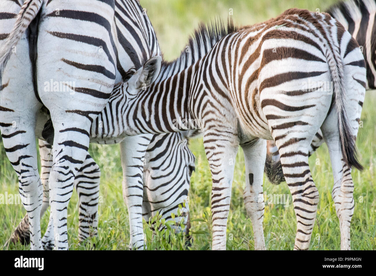 Un giovane vitello zebra infermieri da sua madre nel Parco Nazionale di Hwange. Hwange, Zimbabwe. Foto Stock