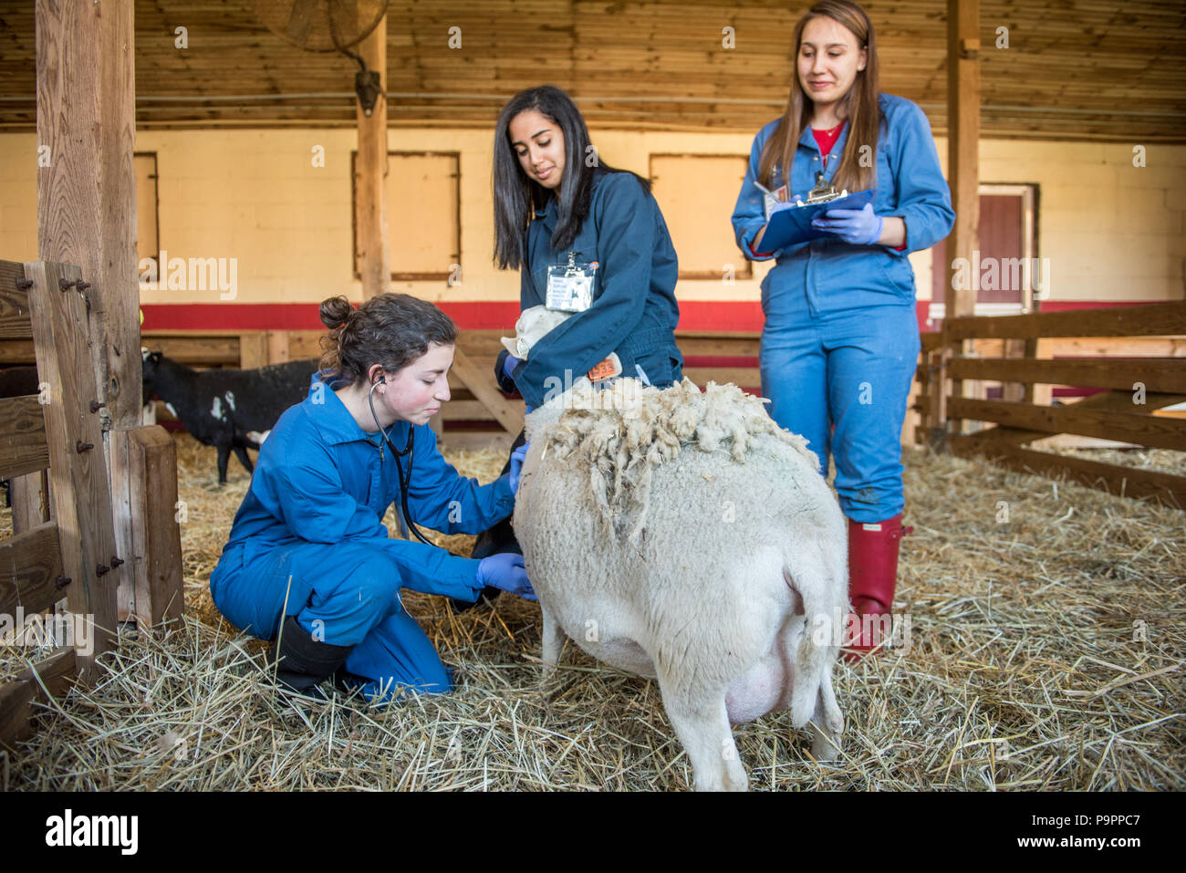 Tre giovani femmina adulta veterinari nella formazione di occuparsi di una pecora che recentemente ha dato nascita, College Park, Maryland Foto Stock