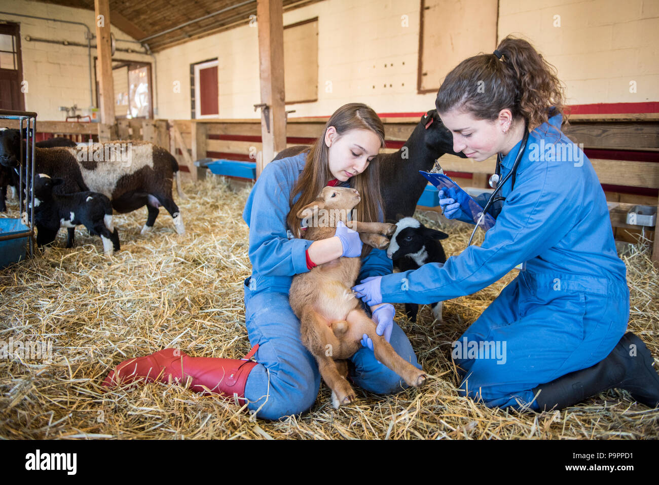 Due giovani femmina adulta veterinari nella formazione di partecipare a un neonato di agnello, College Park, Maryland Foto Stock