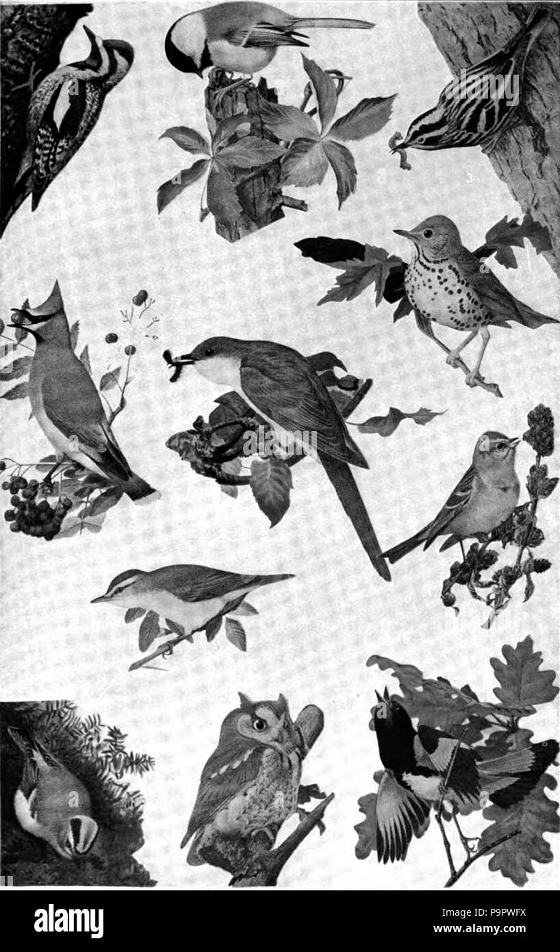 . Inglese: grafico con disegni di undici ben noto uccelli degli Stati Uniti. Probabilmente l'originale è a colori e in tale Stato la marcatura di numeri gli uccelli sono più ovvie. pubblicato 1920 124 Americana 1920 uccelli - familiare uccelli americano Foto Stock . Inglese: grafico con disegni di undici ben noto uccelli degli Stati Uniti. Probabilmente l'originale è a colori e in tale Stato la marcatura di numeri gli uccelli sono più ovvie. pubblicato 1920 124 Americana 1920 uccelli - familiare uccelli americano Foto Stock