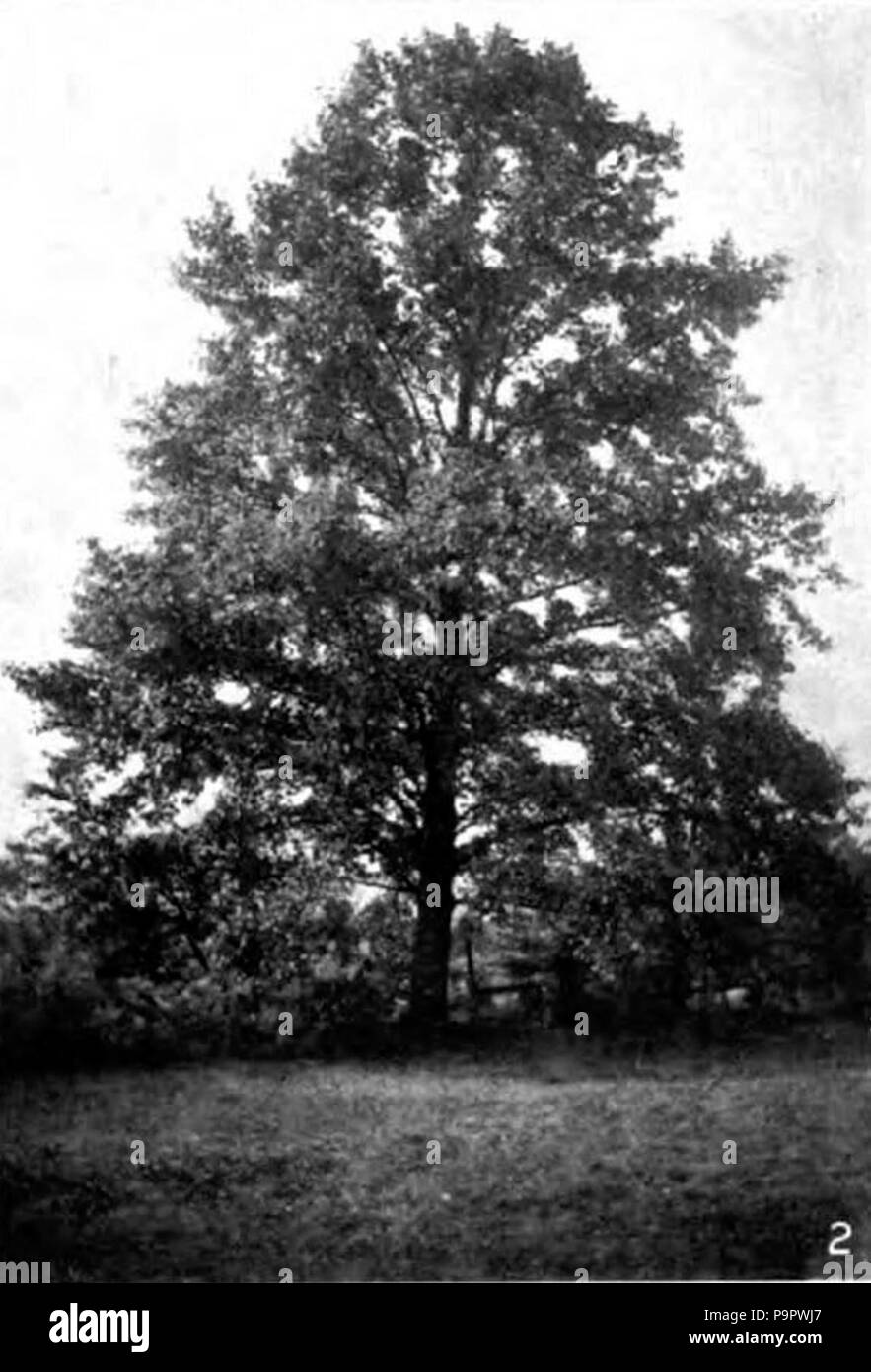 124 Americana 1920 alberi forestali - Tulip Tree Foto Stock