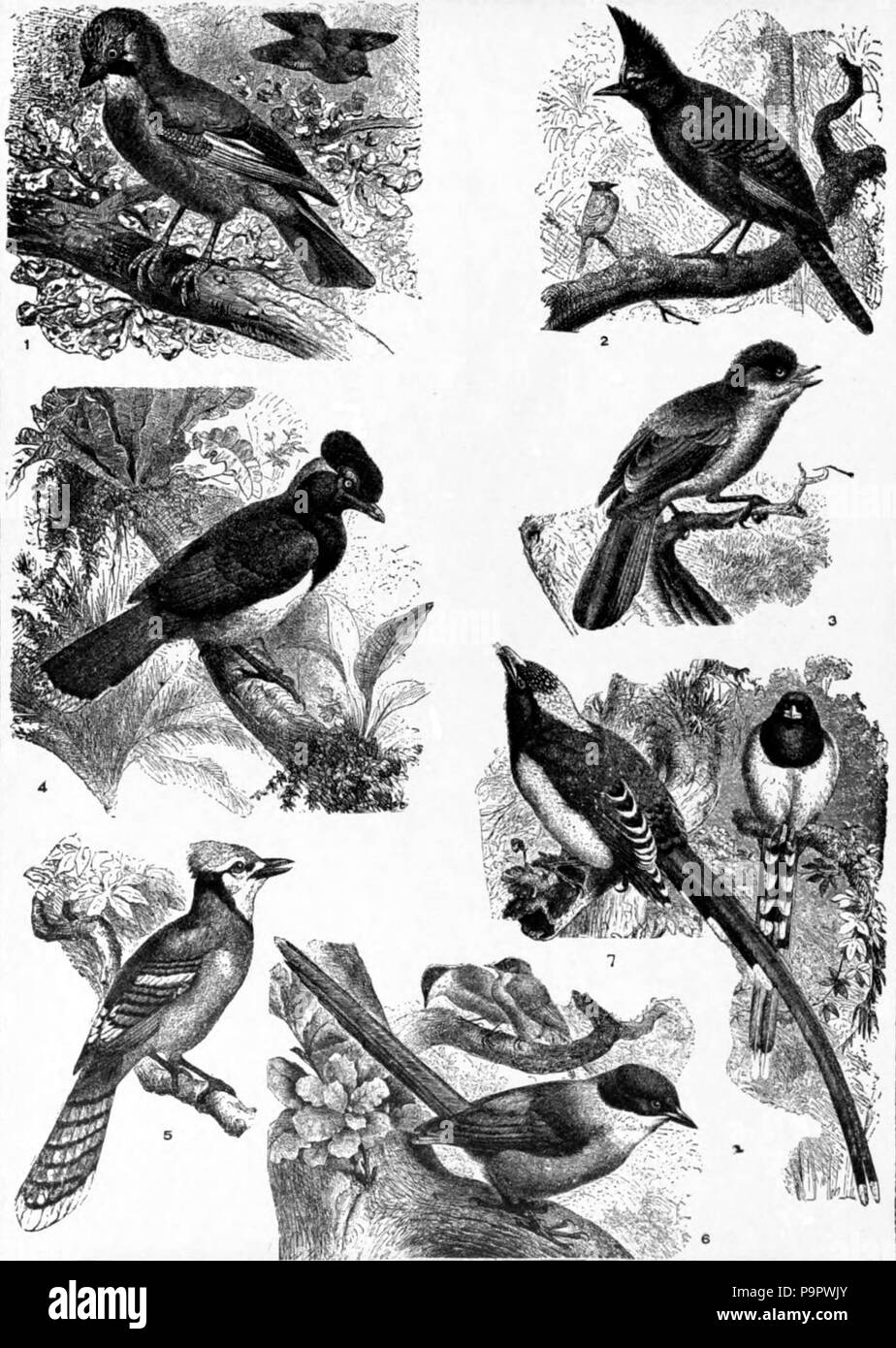 . Inglese: Disegni di sette uccelli del Jay famiglia: (1) Unione Jay (Garrulus glandarius) (2), Messico Long-crested Jay (Cyanocitta diademata) (3) Canada Jay (Perisoreus canadensis) (4) Blu-capped Jay (Cyanocorax chrysops) (5) American Bluejay (Cyanocitta cristata) (6) Spagnolo Jay (Cyanopica cooki) (7) rosso-fatturati Jay (Cissa erythrorhyncha) . pubblicato 1920 124 Americana 1920 Jays - Jay famiglia Foto Stock