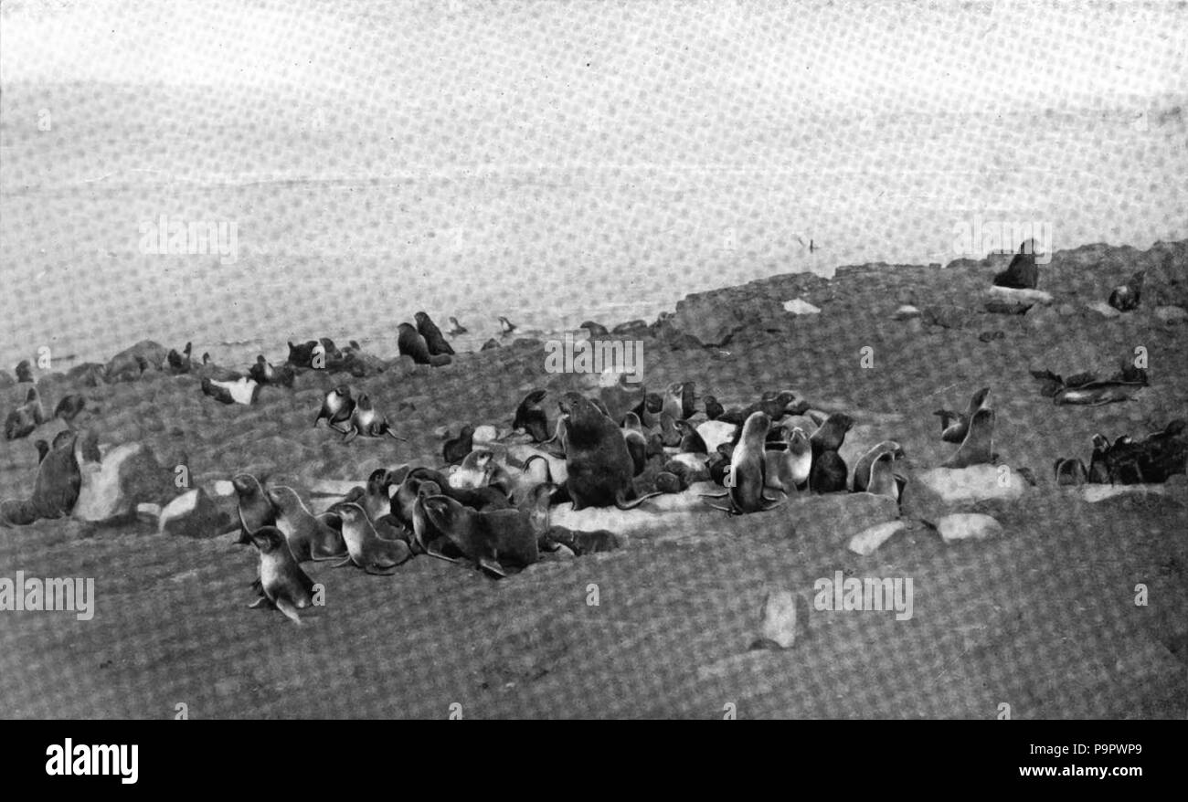 . Inglese: fotografia di una pelliccia sigillo (Otoës alascanus) allevamento su Pribilof isola. pubblicato 1920 125 Americana 1920 guarnizioni e la tenuta - pelliccia sigillo mandria Foto Stock