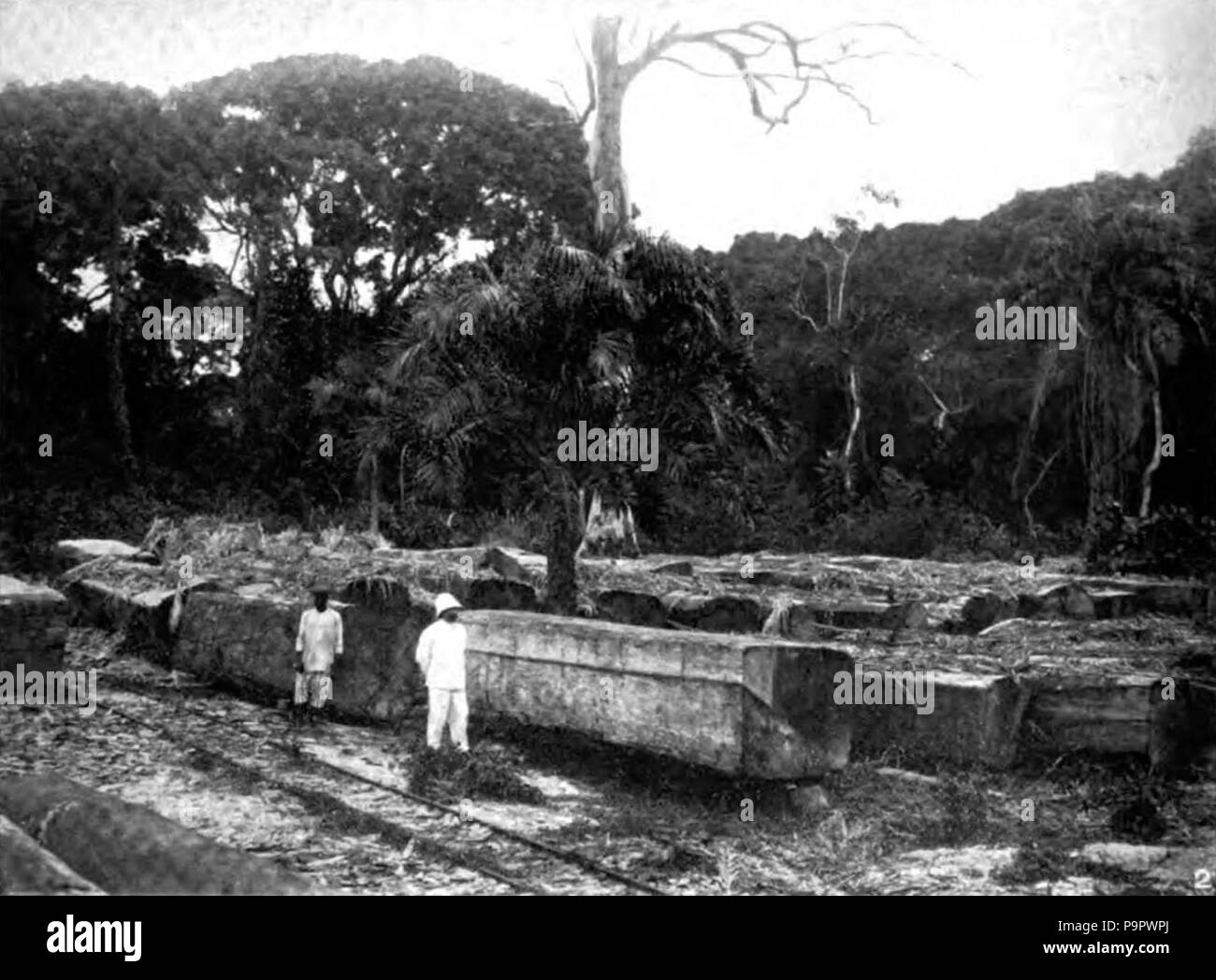 . Inglese: Mogano Africano log in Africa occidentale. pubblicato 1920 125 Americana 1920 Tropical Forest Products - Mogano Africano logs Foto Stock