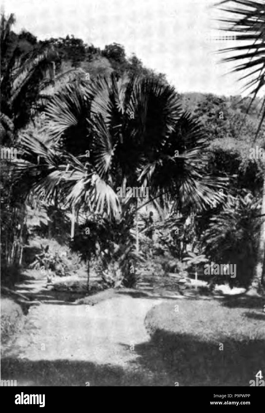 125 Americana 1920 Tropical Forest Products - ventola indiano palm Foto Stock