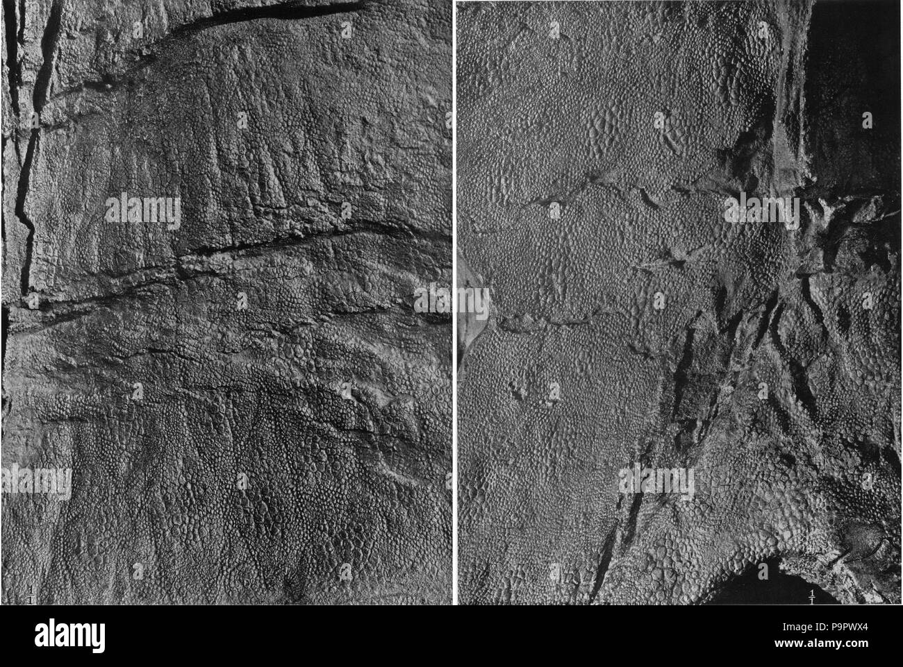 125 Amnh-6050-pelle Foto Stock