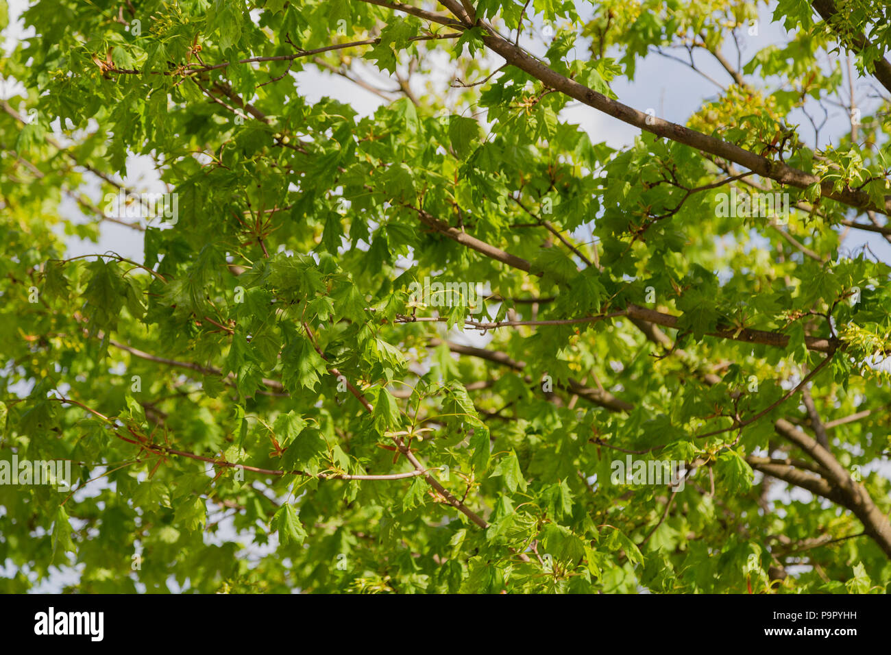 I rami di albero verde in estate in una giornata di sole. Foto Stock