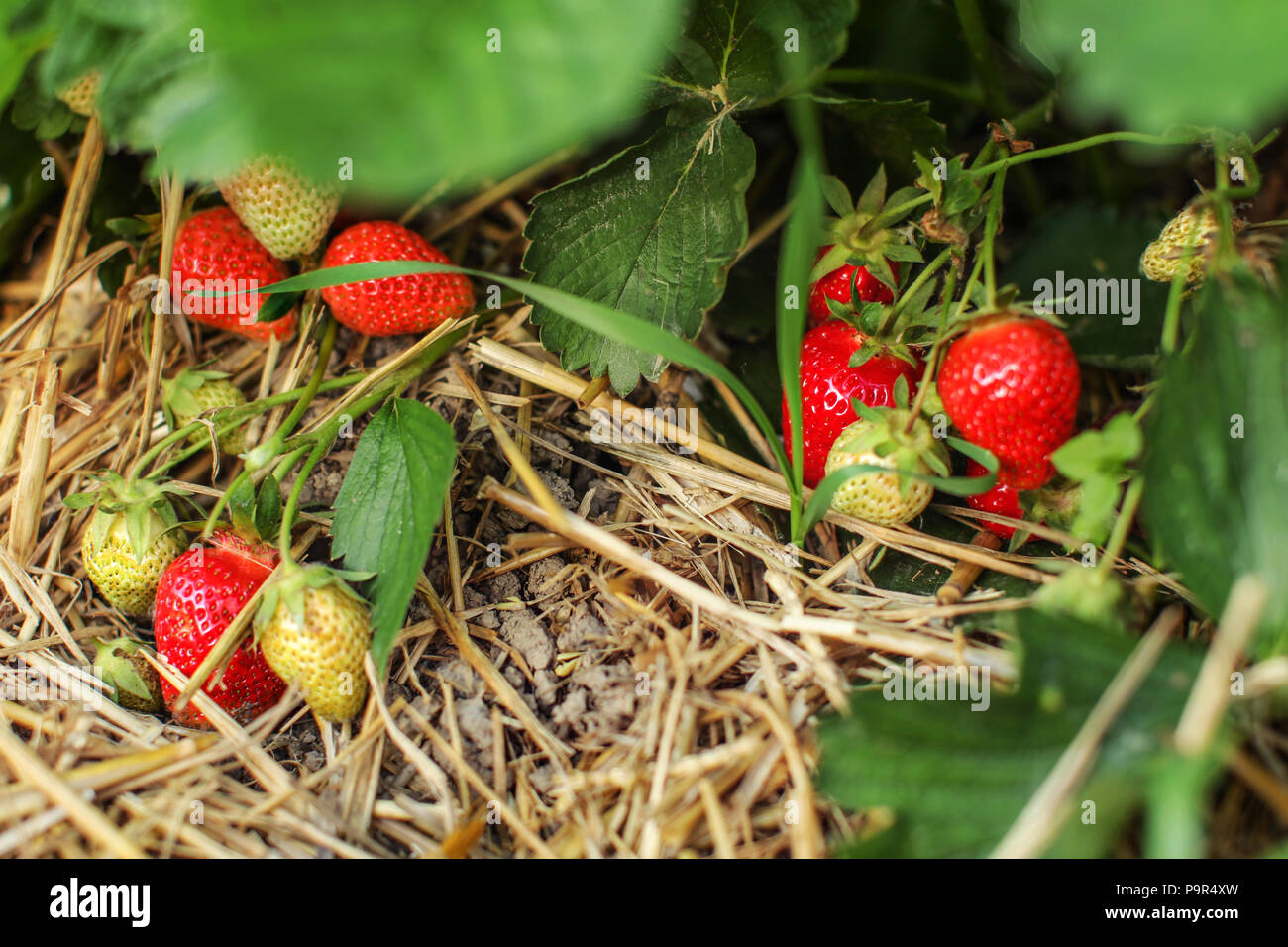 Coltivazione di fragole, paglia sul terreno, foglie e frutta - alcuni di loro ripe rosso, alcuni ancora acerbo. Foto Stock