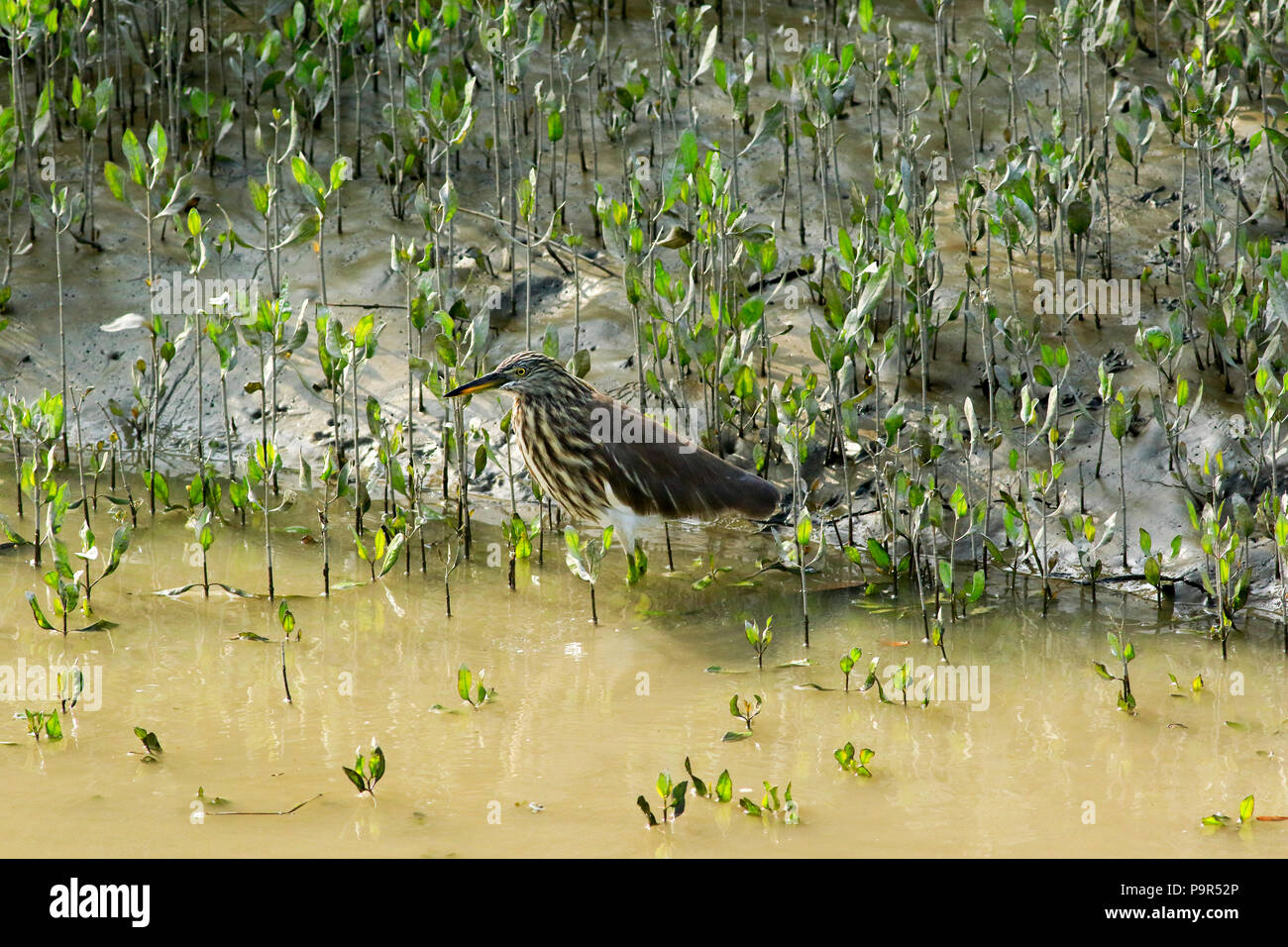 Un indiano Pond Heron, Sundarbans, Bangladesh. Foto Stock