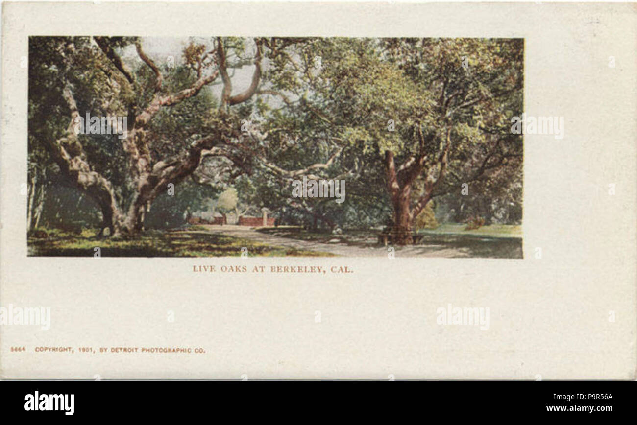 196 Berkeley CA - Live Oaks (BNI 431845) Foto Stock