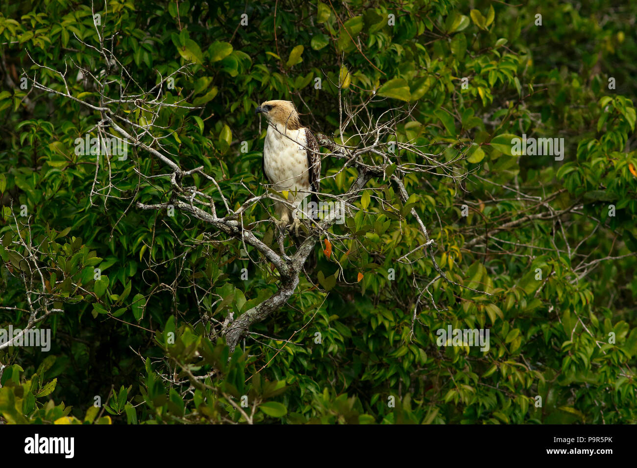 Modificabile hawk-eagle o crested hawk-eagle (Nisaetus cirrhatus) seduto su un ramo in Sundarbans, Bangladesh Foto Stock