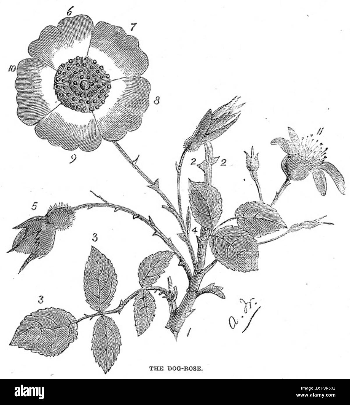 . (Rimosso dopo reusableart richiesta.) . 1870s 208 in bianco e nero la rosa canina disegno Foto Stock