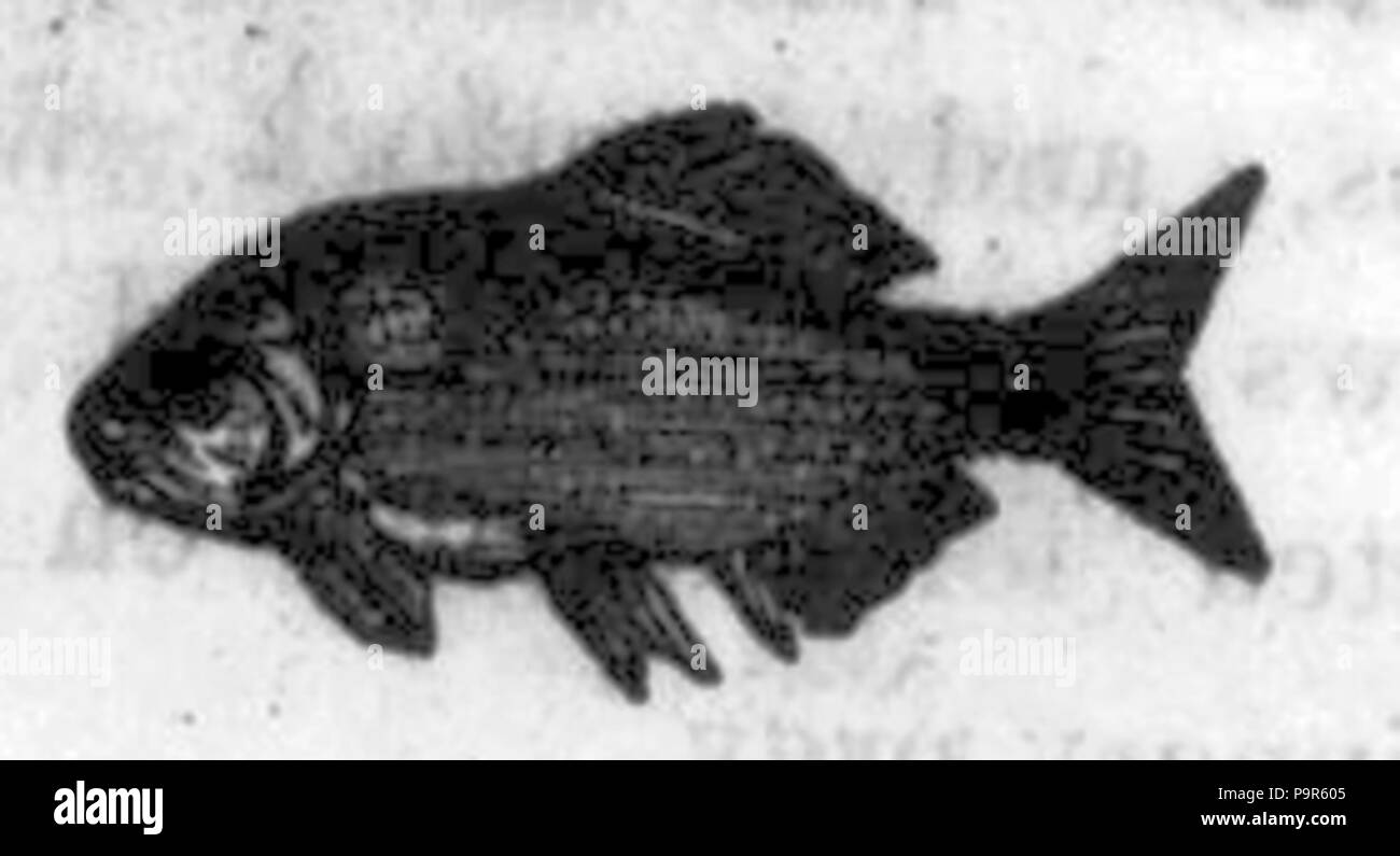 208 Bianco e nero immagine di pesce Foto Stock