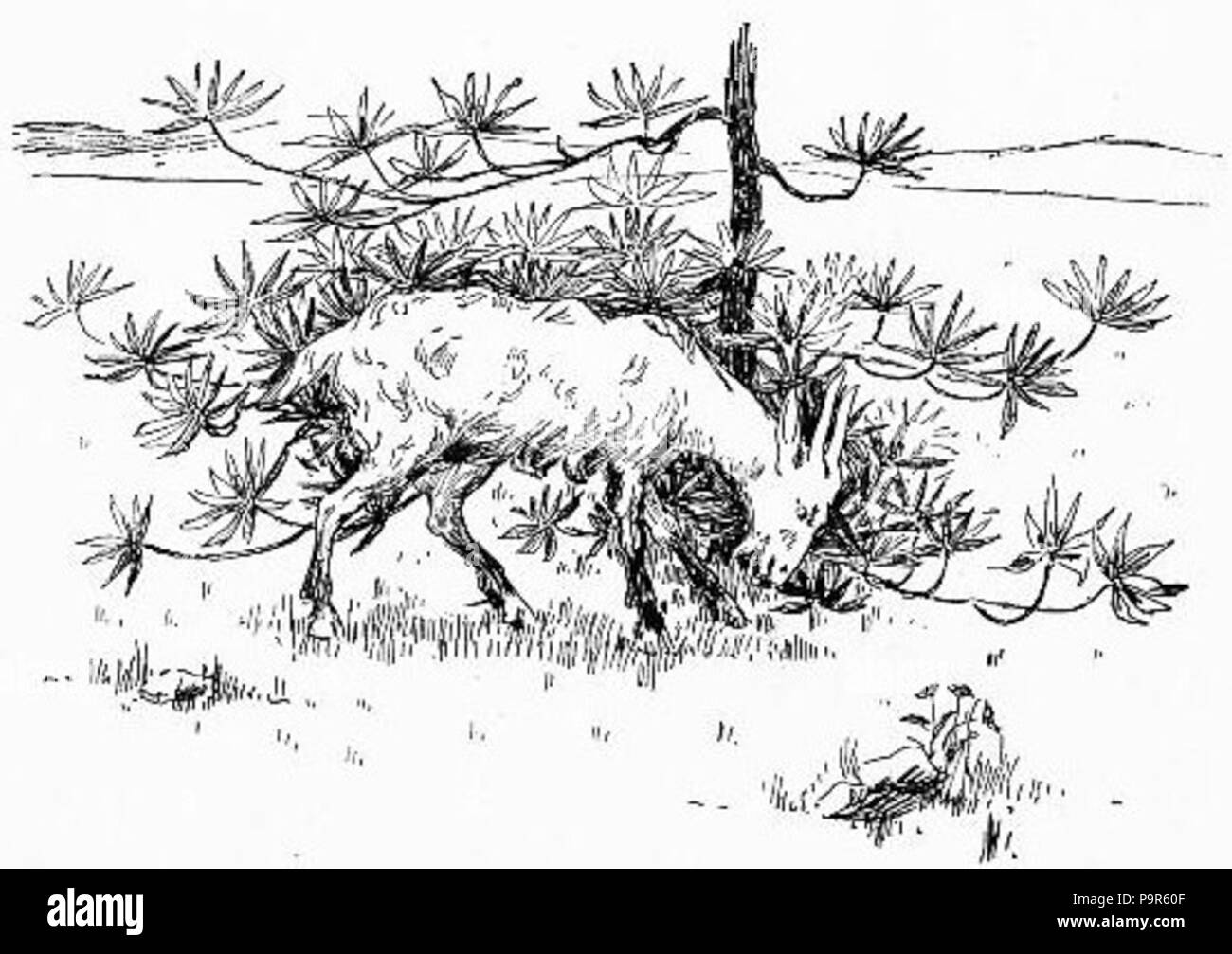 208 in bianco e nero il disegno di capra Foto Stock