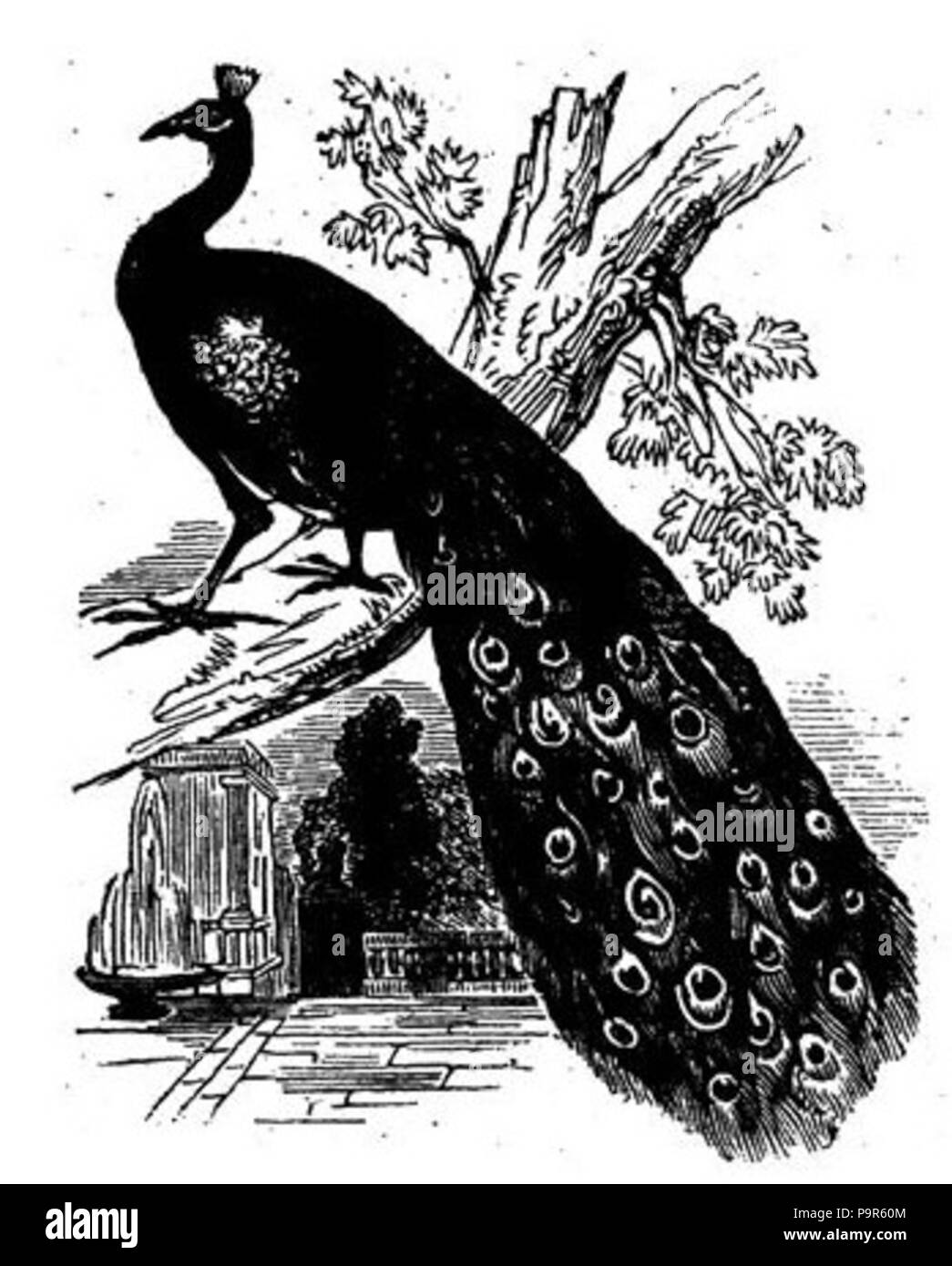 208 Bianco e nero disegno Pavone Foto Stock