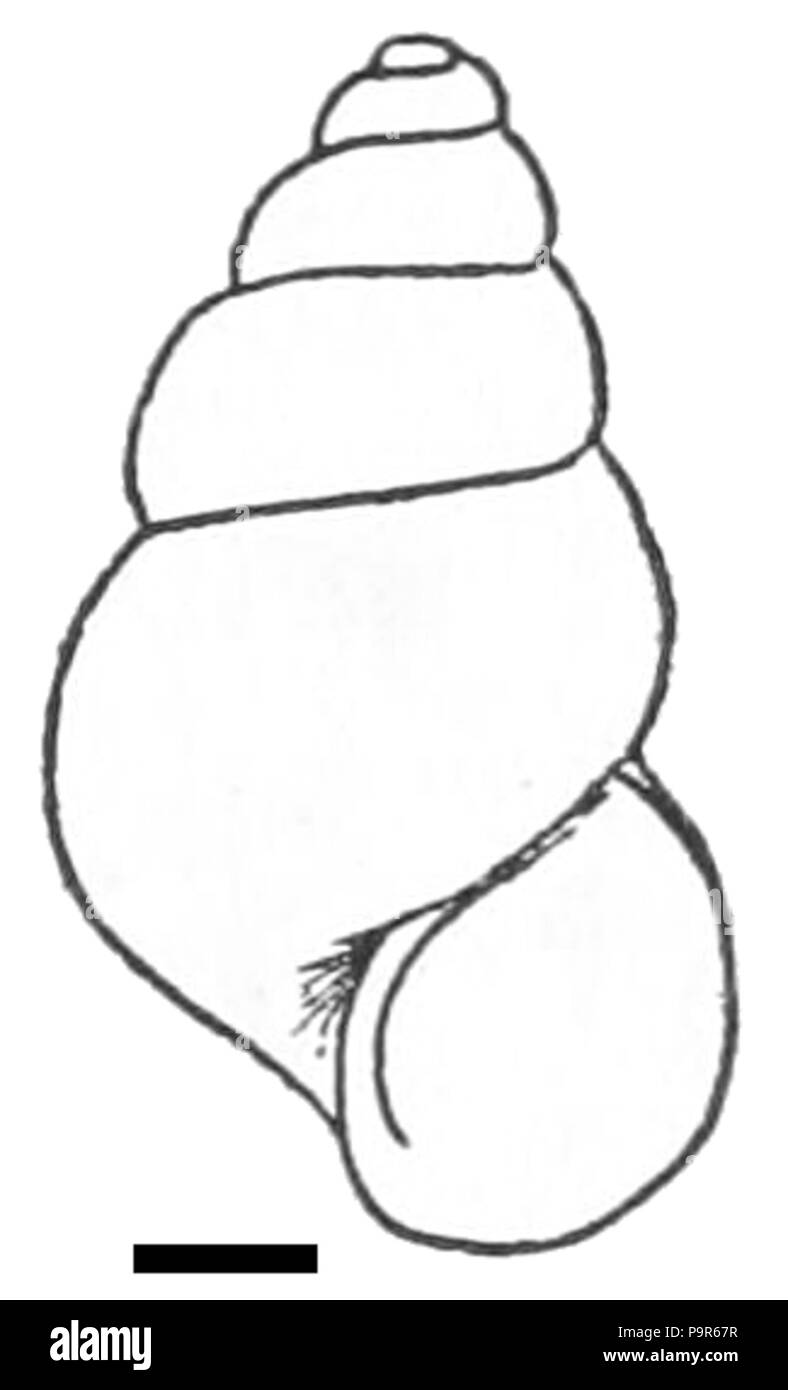 210 Blanfordia shell simplex Foto Stock