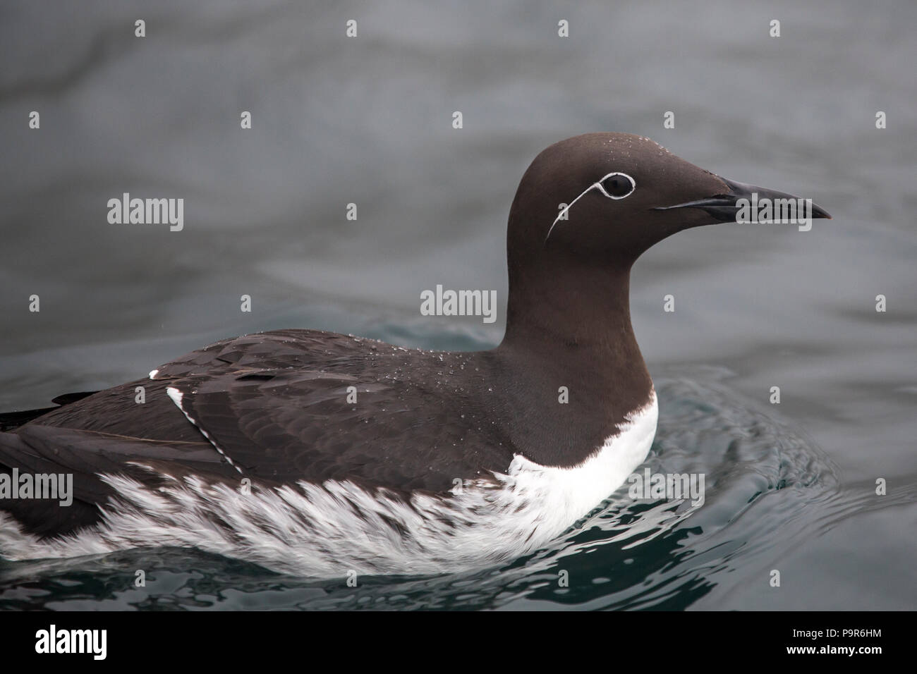 Comune di Guillemot (Uria aalge) Foto Stock