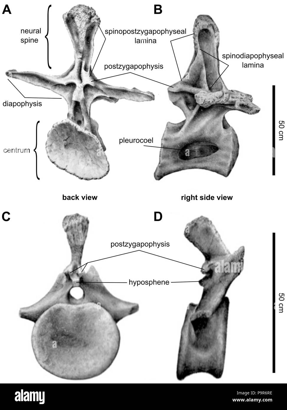 231 Brachiosaurus vertebra anatomia annotati Foto Stock