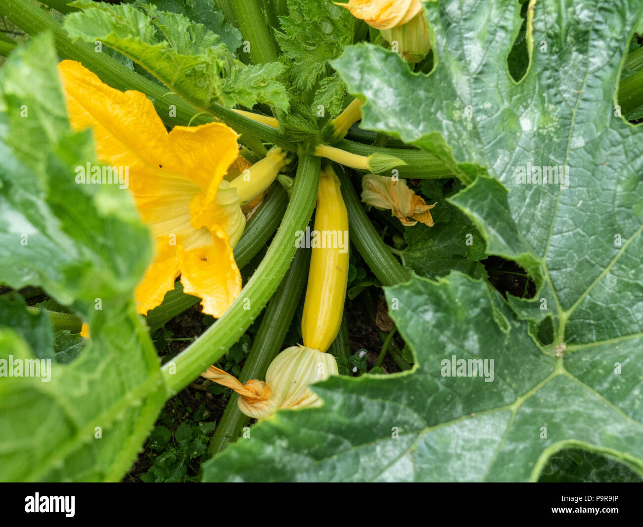 Una chiusura del centro di una pianta di zucchine Atena Polka Foto Stock