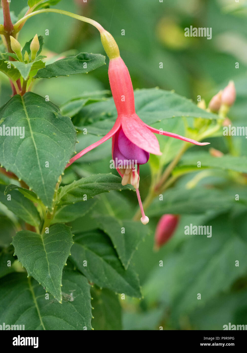 Un unico fiore di Fuchsia Margaret Brown Foto Stock